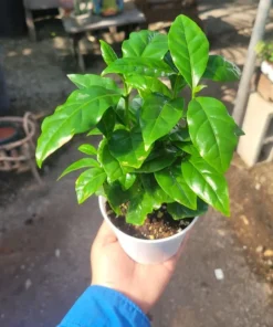 Arabica Coffee Plant 4in Pot – Indoor Potted Coffee Tree, Green Foliage, Easy Care