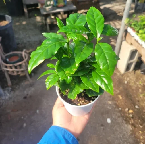 Arabica Coffee Plant 4in Pot – Indoor Potted Coffee Tree, Green Foliage, Easy Care