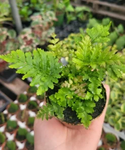 Autumn fern | Japanese shield Fern |Dryopteris Erythrosora | 2in pot