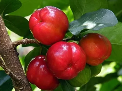 Barbados Cherry Tree - Live Acerola Plant 4-6 Inch