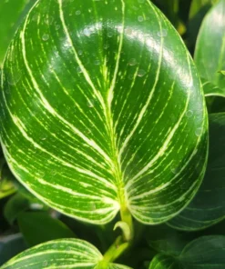 Birkin Philodendron 4in pot