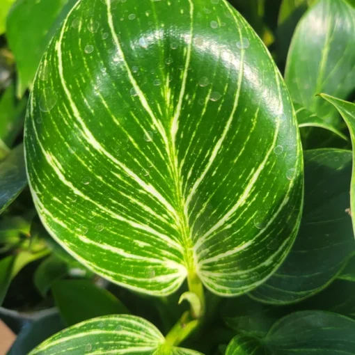 Birkin Philodendron 4in pot