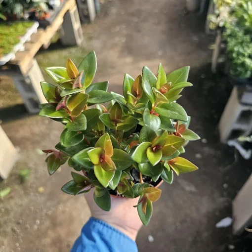 Black Goldfish Plant | Nematanthus gregarius | 2in pot | 4in pot