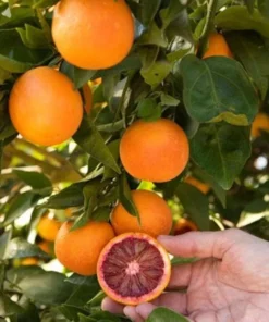 Blood Orange Tree Grafted Citrus Plant 3 Feet Tall with Pot and Soil