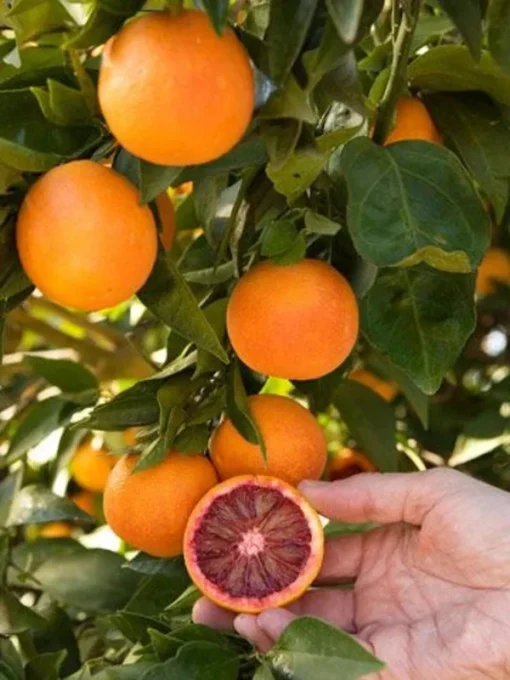 Blood Orange Tree Grafted Citrus Plant 3 Feet Tall with Pot and Soil