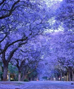 Blue Jacaranda Live Tree 1-2 Ft Tall – Fast-Growing Lavender-Blooming Deciduous Shade Tree - Purple Jacaranda Mimisifolia Flower Plant