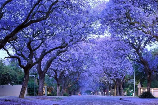 Blue Jacaranda Live Tree 1-2 Ft Tall – Fast-Growing Lavender-Blooming Deciduous Shade Tree - Purple Jacaranda Mimisifolia Flower Plant