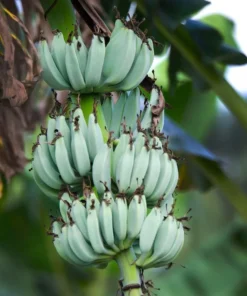 Blue Java Banana Tree - Live Plant 6 to 12 Inch - Ice Cream Banana - Tropical