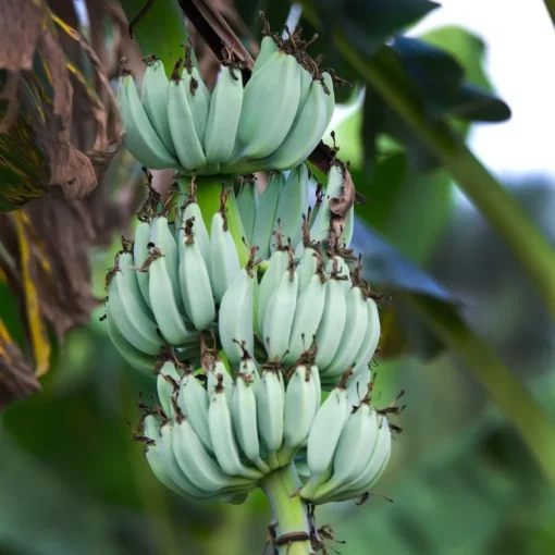 Blue Java Banana Tree - Live Plant 6 to 12 Inch - Ice Cream Banana - Tropical