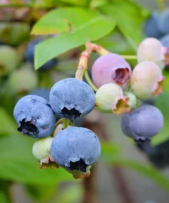 Blueberry Plant2- 3 Feet Tall with Soil in Pot Fast Shipping