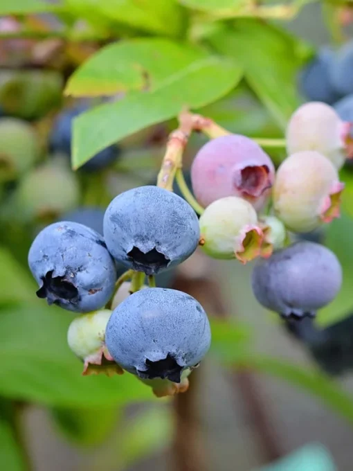 Blueberry Plant2- 3 Feet Tall with Soil in Pot Fast Shipping