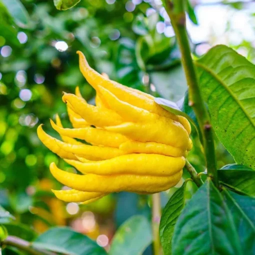 Buddha Hand Citrus Tree Grafted 1-2 Feet Tall in Pot with Soil