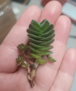 Buddha’s Temple | Crassula pyramidalis | 2in pot | Rare Succulent