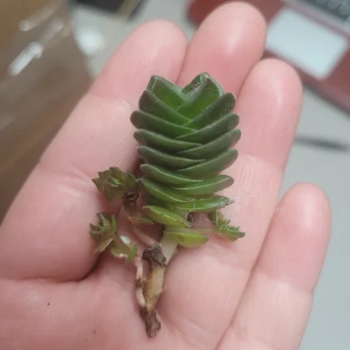 Buddha’s Temple | Crassula pyramidalis | 2in pot | Rare Succulent