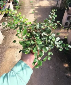 Button Fern | Pellaea rotundifolia | 2in and 4in pot