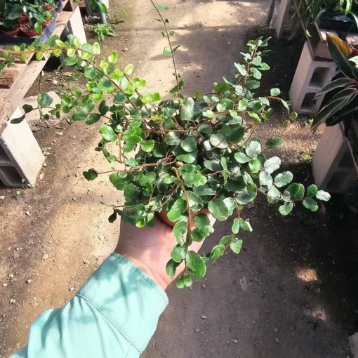 Button Fern | Pellaea rotundifolia | 2in and 4in pot