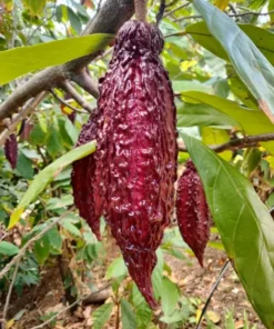 Cacao Tree - Theobroma Cacao Live Tree 1 Ft - Tropical Fruit Tree - Tropical Plantae