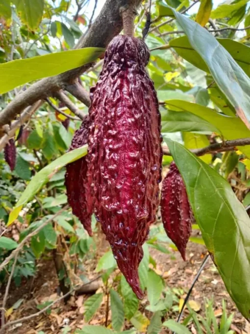 Cacao Tree - Theobroma Cacao Live Tree 1 Ft - Tropical Fruit Tree - Tropical Plantae