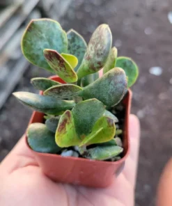 Calico Hearts | Adromischus triflorus ‘Calico Hearts’| 2in pot | Rare Succulent