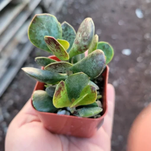 Calico Hearts | Adromischus triflorus ‘Calico Hearts’| 2in pot | Rare Succulent