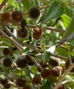 Ceylon Gooseberry Tree - Dovyalis Hebecarpa – 3 Ft Tall Fruit Tree for Gardens - Small Tropical Fruit