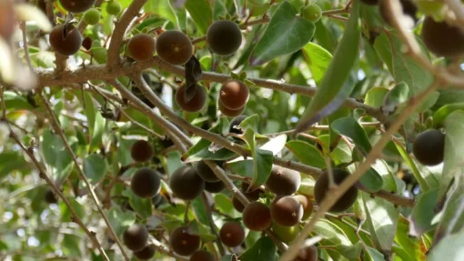 Ceylon Gooseberry Tree - Dovyalis Hebecarpa – 3 Ft Tall Fruit Tree for Gardens - Small Tropical Fruit