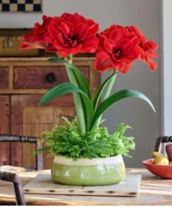 Cherry Nymph Amaryllis Set of 2 Double Red Flowering Bulbs for Home and Garden Decor