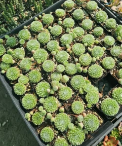 Cobweb Sempervivum | Hens and Chicks | Sempervivum arachnoideum | Houseleeks | 2in pot | offsets | cuttings