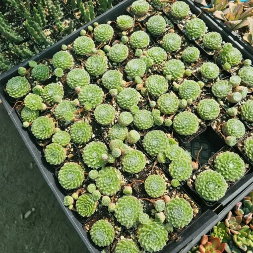 Cobweb Sempervivum | Hens and Chicks | Sempervivum arachnoideum | Houseleeks | 2in pot | offsets | cuttings