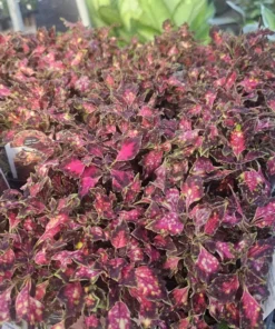 Coleus Downtown Santa Monica | Coleus Santa Monica | 4in pot