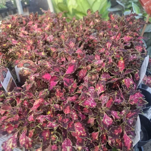 Coleus Downtown Santa Monica | Coleus Santa Monica | 4in pot