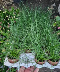 Corkscrew Rush | Juncus Spiralis | 2’in and 4in pot