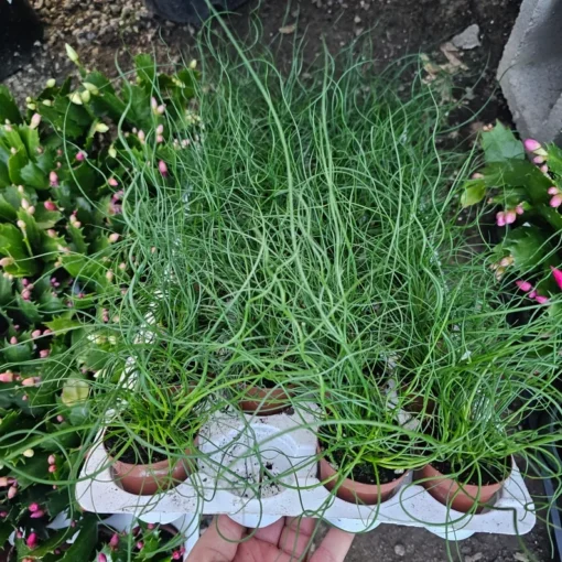 Corkscrew Rush | Juncus Spiralis | 2’in and 4in pot