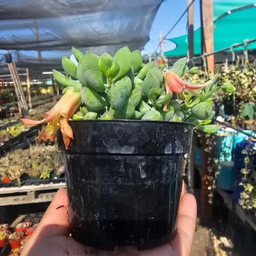 Cotyledon pendens | Cliff Cotyledon | 2in pot | 4in pot