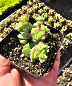 Crassula Tom Thumb | Crassula rupestris ssp. commutata | 2in pot