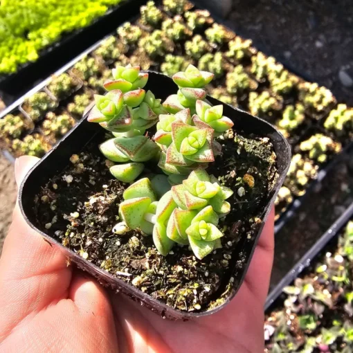 Crassula Tom Thumb | Crassula rupestris ssp. commutata | 2in pot