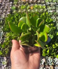 Crassula ovata | Jade Plant | 2in pot