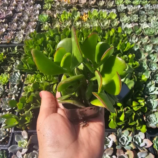 Crassula ovata | Jade Plant | 2in pot