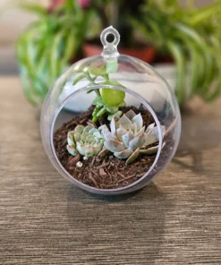 DIY Succulent Arrangement in Glass Bowl with Decorative Pebbles | Perfect Indoor Terrarium Decor |