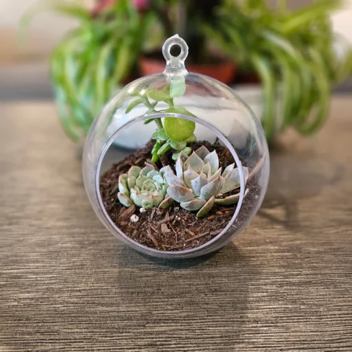 DIY Succulent Arrangement in Glass Bowl with Decorative Pebbles | Perfect Indoor Terrarium Decor |