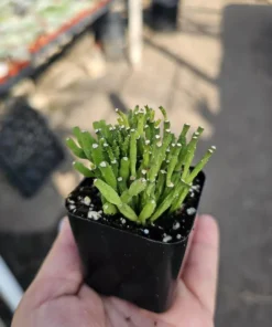 Dancing Bones | Hatiora Salicornioides | 2in pot