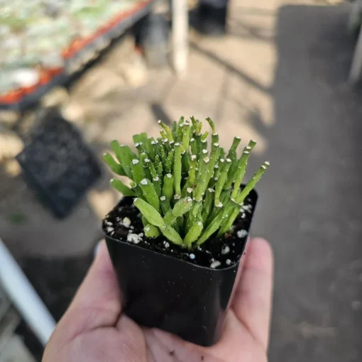 Dancing Bones | Hatiora Salicornioides | 2in pot