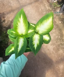 Dieffenbachia Camille 4in pot