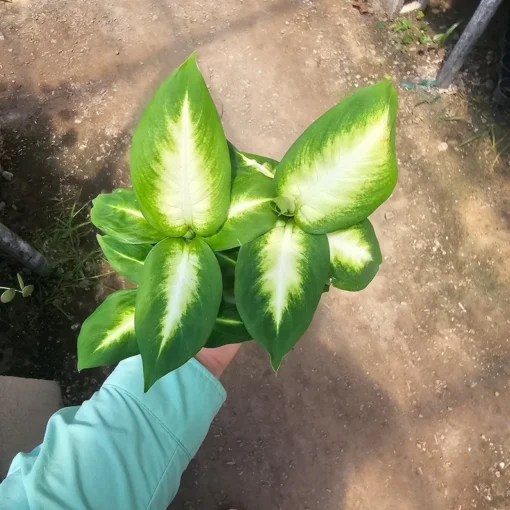 Dieffenbachia Camille 4in pot