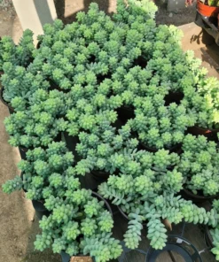 Donkey Tail | Trailing sedum | 4in pot