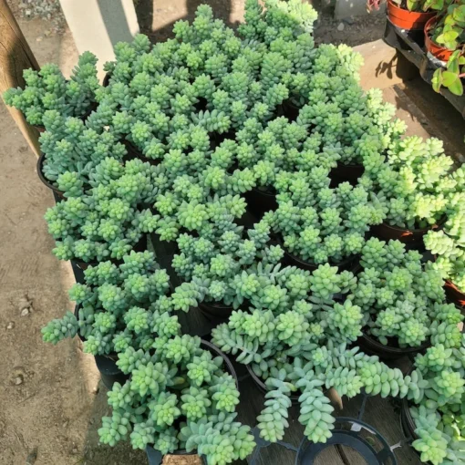 Donkey Tail | Trailing sedum | 4in pot