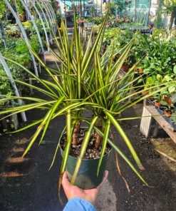 Dracaena Kiwi Cane | 6in pot | Dracaena marginata | Dracaena Bicolor Cane | Corn Plant