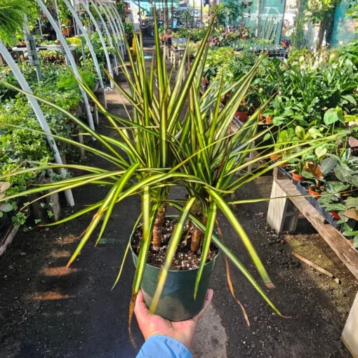 Dracaena Kiwi Cane | 6in pot | Dracaena marginata | Dracaena Bicolor Cane | Corn Plant