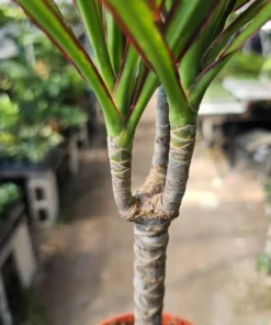 Dracaena Kiwi Cane | Dracaena Marginata Cane | 4in pot