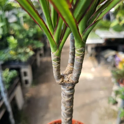 Dracaena Kiwi Cane | Dracaena Marginata Cane | 4in pot